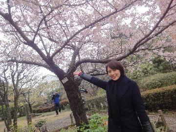 麻生区役所内の庭園にある玉縄桜という神奈川県発祥の桜を見に行きました！