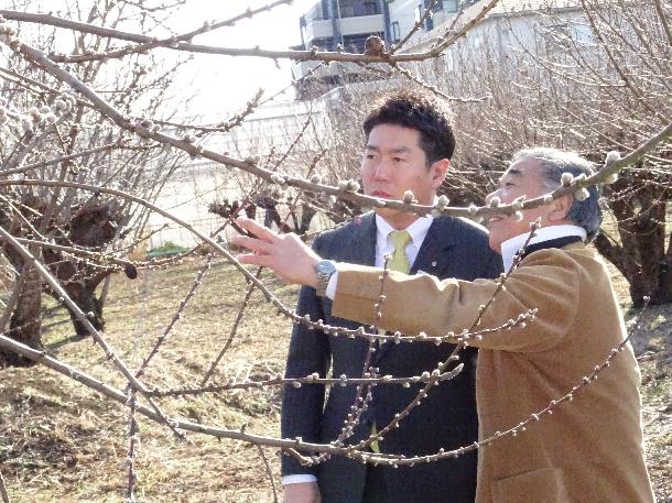 花桃栽培の説明を受ける市長