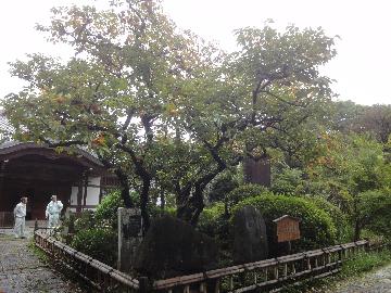 禅寺丸柿の原木が王禅寺に今も残っています。（樹齢およそ450年原木のひこばえ）