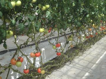 トマトがたくさん枝についている様子です。まだ、緑色のトマトが多いです。