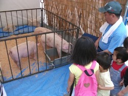 市内で飼育されている豚の展示