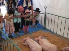豚の展示