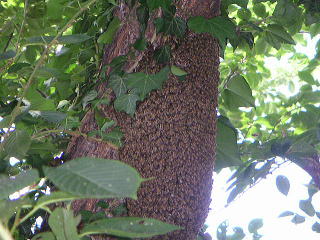ミツバチの分蜂写真