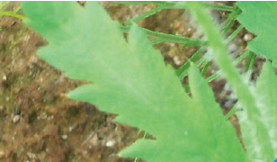 ヒナゲシの葉の写真