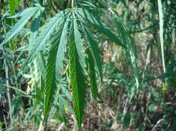 大麻の葉の写真1
