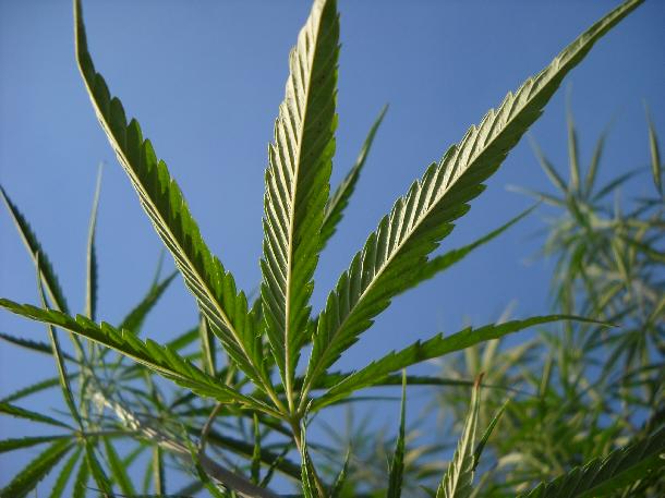 大麻の葉の写真2