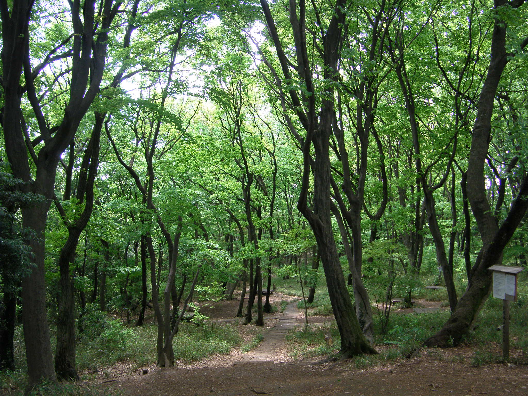 小沢城址の木立。起伏に富んだ山道。
