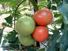 宮前のトマト