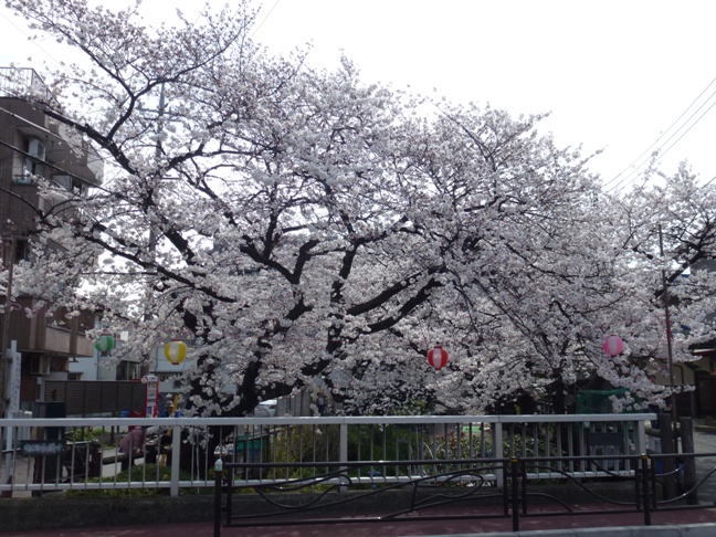 北村橋からの桜