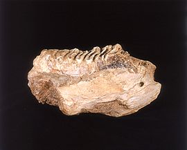 パラステゴドン象歯化石