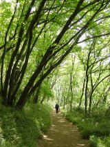 （12）多摩自然遊歩道・多摩美ふれあいの森
