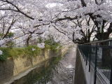 （4）麻生川の桜並木