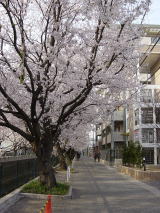 （4）麻生川の桜並木