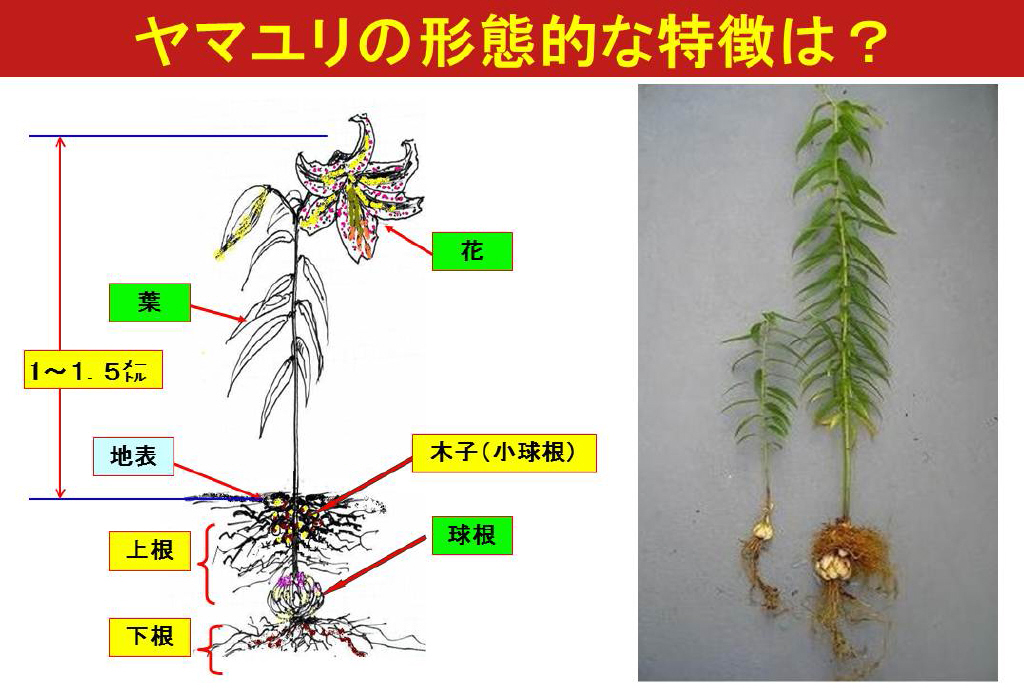 写真：ヤマユリ特徴