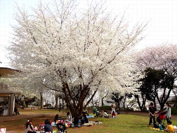夢見ヶ崎公園の桜