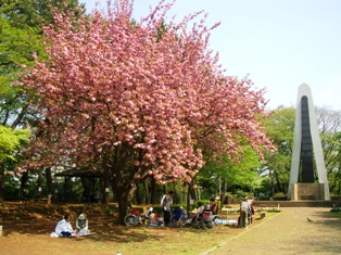 八重桜と慰霊塔