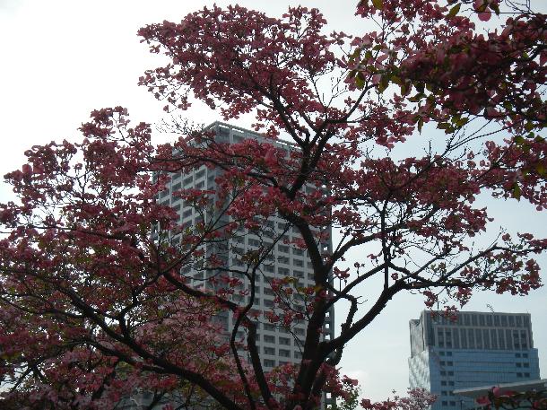 川崎駅西口の大型商業施設周辺の街路樹