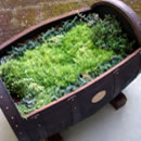 ウイスキー樽のリサイクルプランターと緑化に適した植物「セダム」