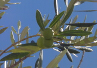 新百合ヶ丘駅前のオリーブの樹にはオリーブの実がたくさん！