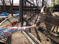 60種類を超える動物を飼育。間近に動物を見られます。