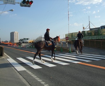 川崎競馬 河川敷調教コース