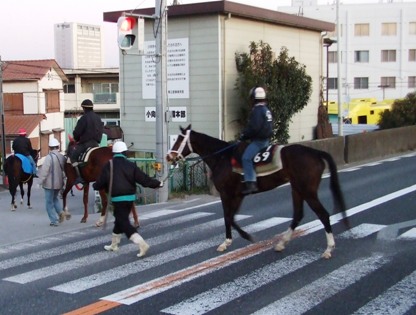 早朝、こんな風景がみられます！（小向厩舎/幸区）