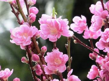 こちらが馬絹の花桃！このように鮮やかな桃色に咲かすにはある秘密が…
