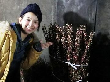 こちらがあばれた枝を「枝折り」の技で丁寧に束ねられた状態の花桃です！