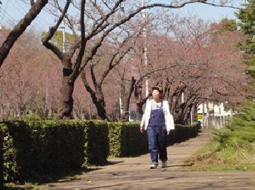 桜のアーチは春のお散歩スポットです!ロケ時は未だ一分咲きでした。