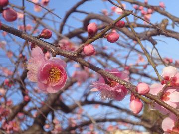 久地梅林公園の梅はちょうど咲き頃。綺麗な梅でいっぱいです。