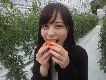 幸区南加瀬で栽培されるおいしいトマトを試食しました！