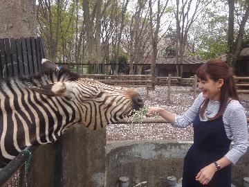 シマウマへの餌やりも体験！