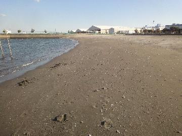 綺麗な海浜では、潮干狩りも体験できるんです。