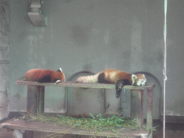 【写真】夢見ヶ崎動物公園の動物たちが写っています