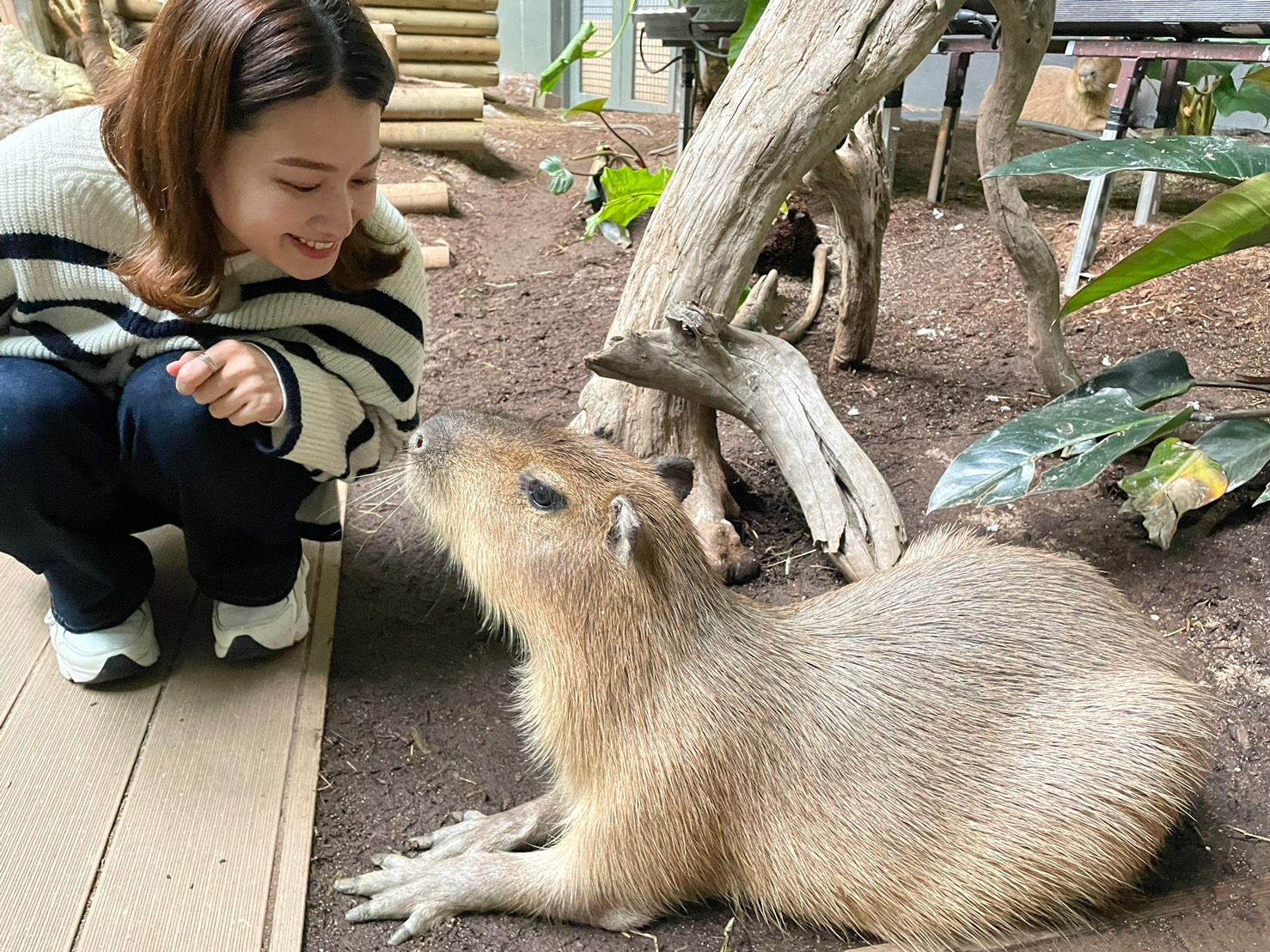 【写真】カワスイ川崎水族館のカピパラと須貝茉彩さんが写っています