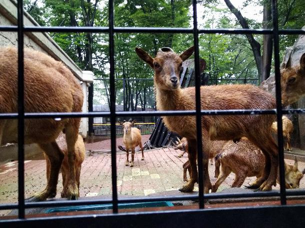 【写真】夢見ヶ崎動物公園の動物たちが写っています