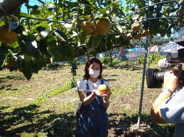 【写真】プレゼンターが梨の収穫体験中