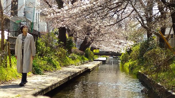 【写真】二ヶ領用水沿いには桜が