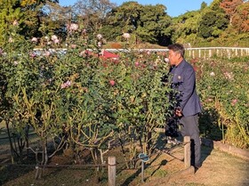 バラを観賞する市長