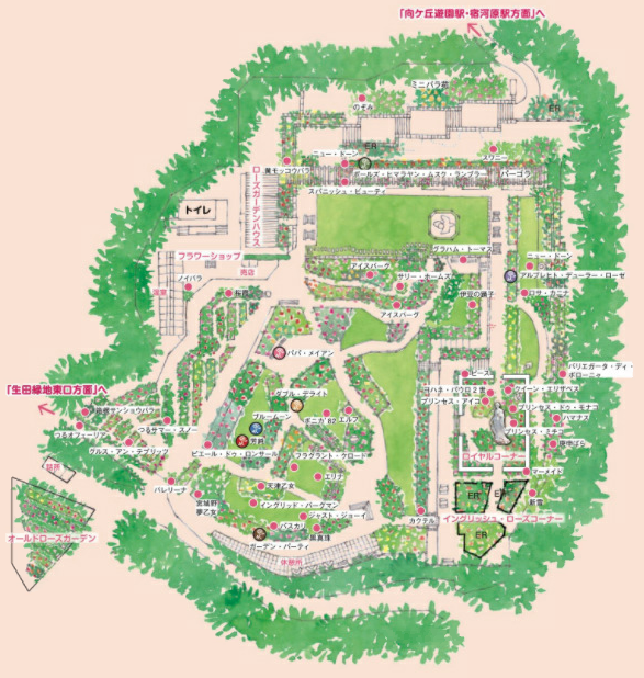 生田緑地ばら苑の地図