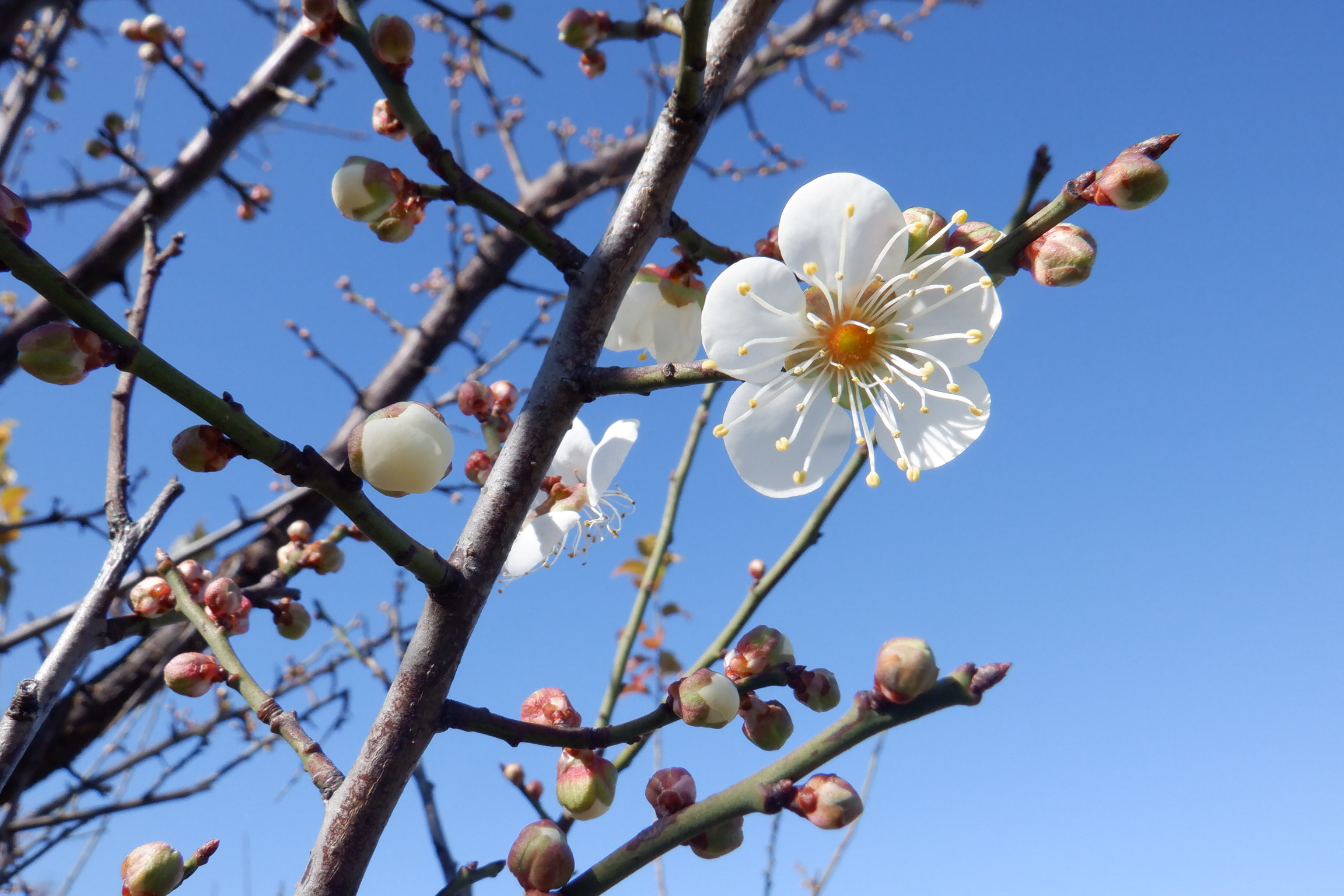 御幸公園の梅
