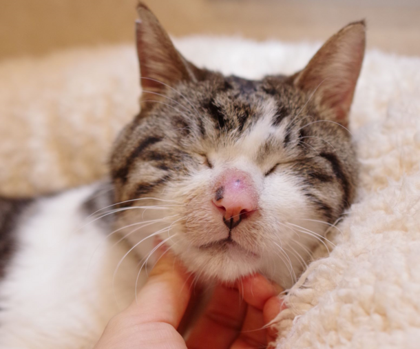 猫の写真