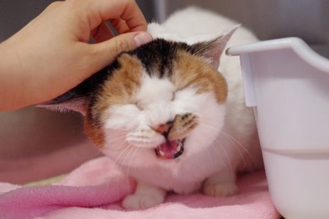 猫の写真