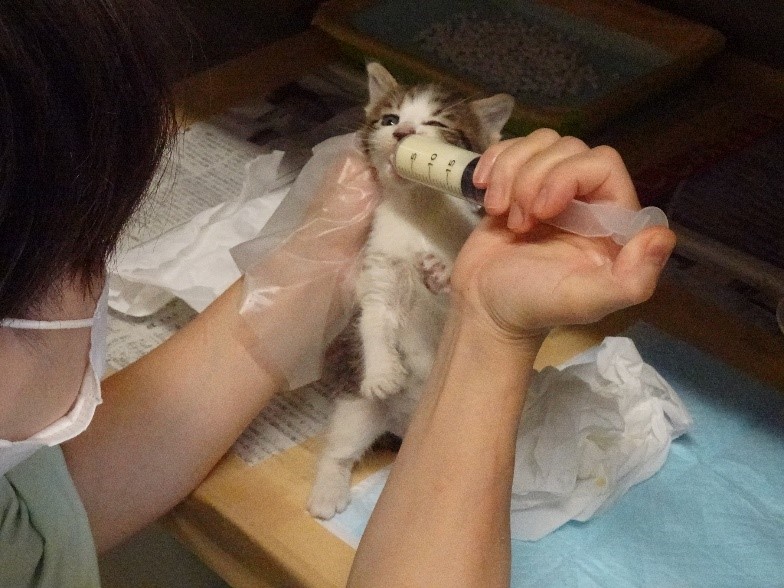 ミルクを飲む子猫