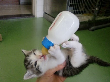 猫の写真