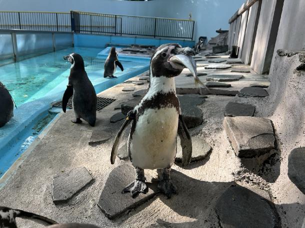 ペンギン