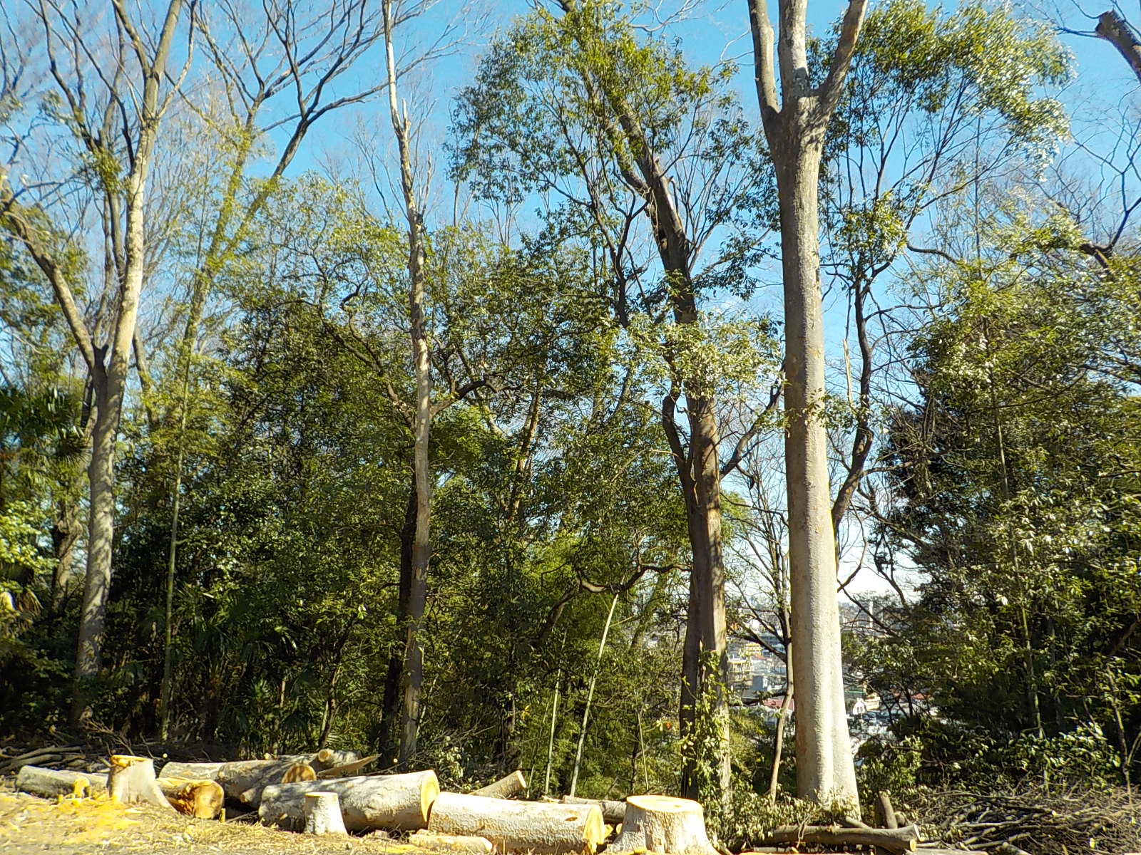 緑地保全の様子