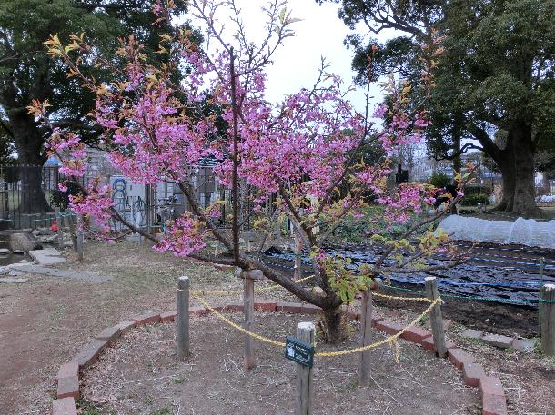 富士見公園はぐくみの里