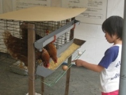 市内で飼育されている鶏の展示