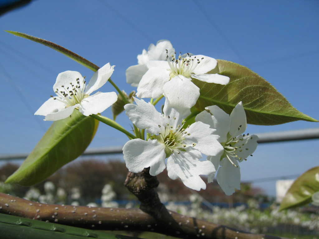 生水の花